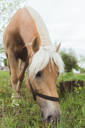 Close-up view of a beautiful light brown horse with a blonde mane grazing in the farm field meadows. Flaxen horse head closeup. The horse is eating grass in the field. Clear white sky in the © CameraCraft