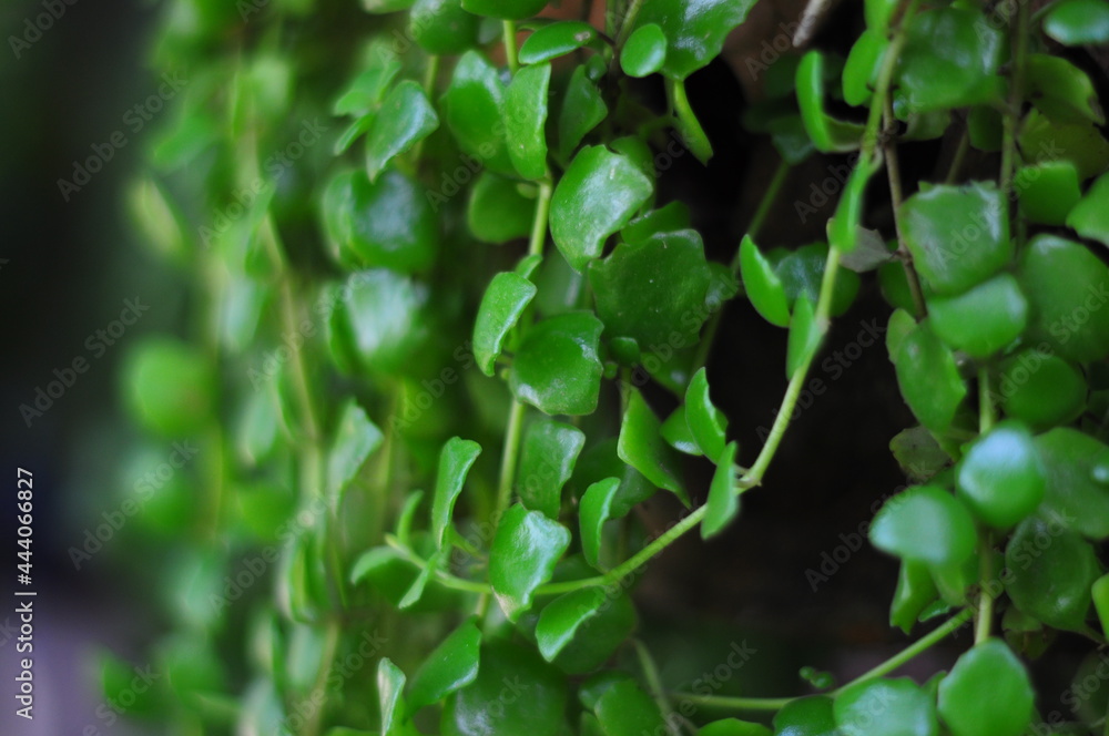 green leaves Asclepiadaceae green leaves Asclepiadaceae