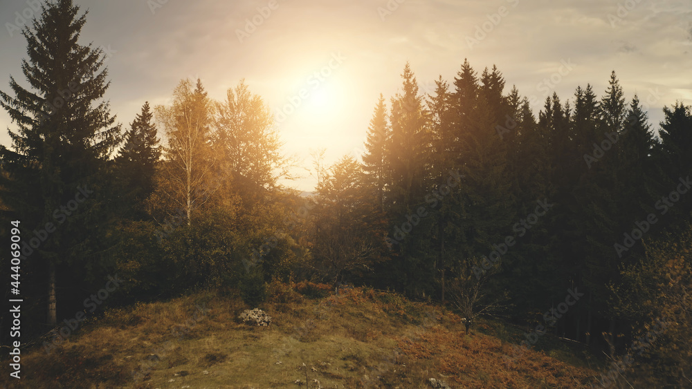 Sun over pine trees at mountain top. Aerial nobody nature landscape. Countryside village at green valley. Autumn greenery forest at grass hill. Carpathians mount ranges, Ukraine, Europe Sun over pine trees at mountain top. Aerial nobody nature landscape. Countryside village at green valley. Autumn greenery forest at grass hill. Carpathians mount ranges, Ukraine, Europe