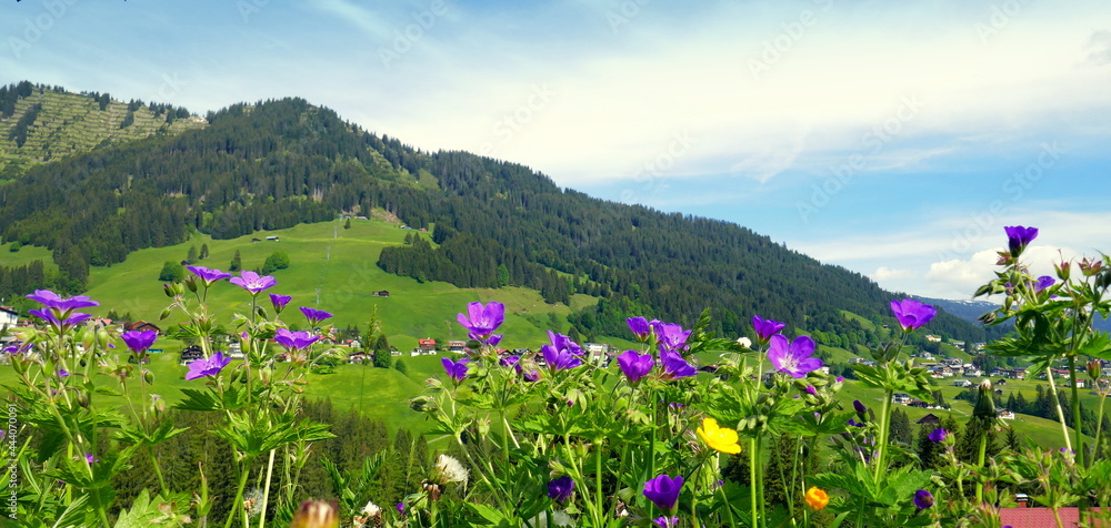 blühende Frühlingsblumen am Wegesrand vor Bergkulisse im Kleinwalsertal unter blauem Himmel blühende Frühlingsblumen am Wegesrand vor Bergkulisse im Kleinwalsertal unter blauem Himmel