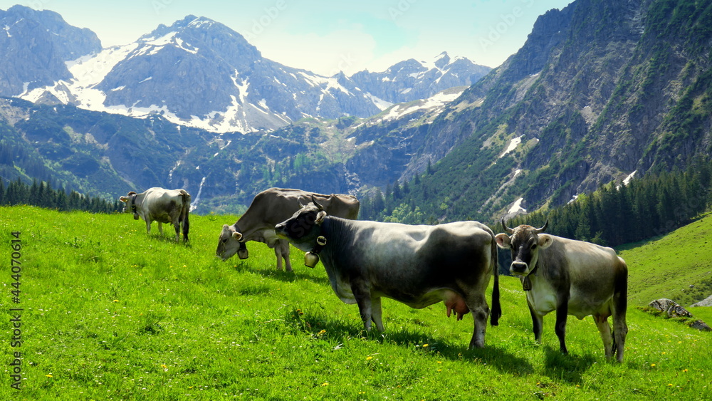mehrere Kühe mit Glocken weiden auf einer grünen Alm vor hohen Bergen mit Schnee im Kleinwalsertal