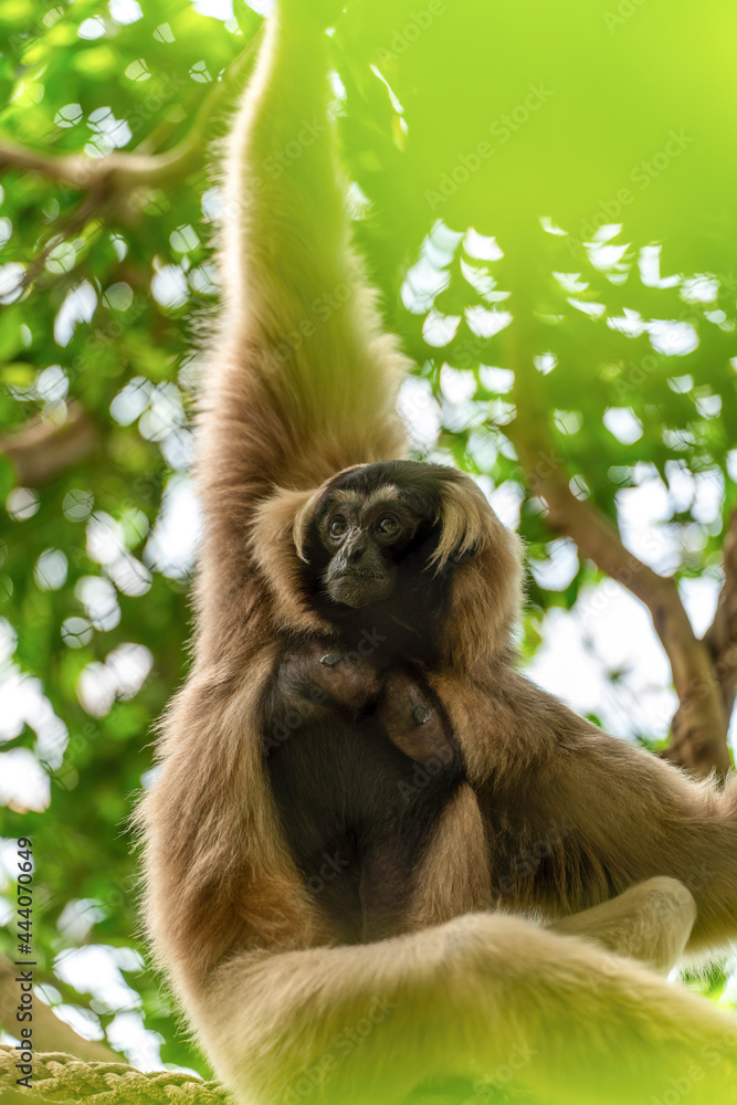 Fototapeta premium Pileated Gibbon (Hylobates pileatus)