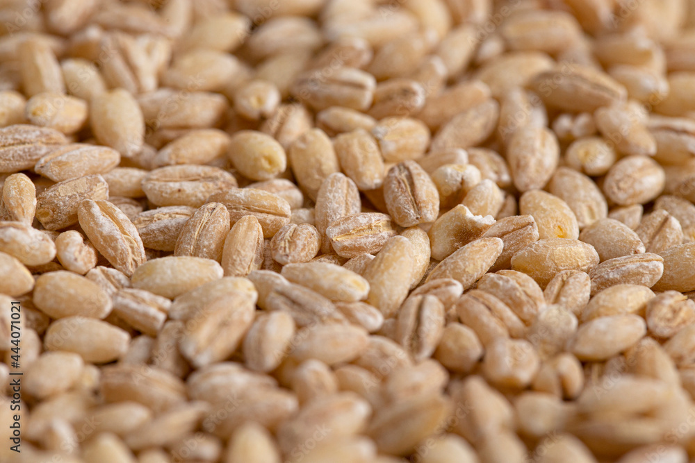 Background of Barley Wheat Up Close