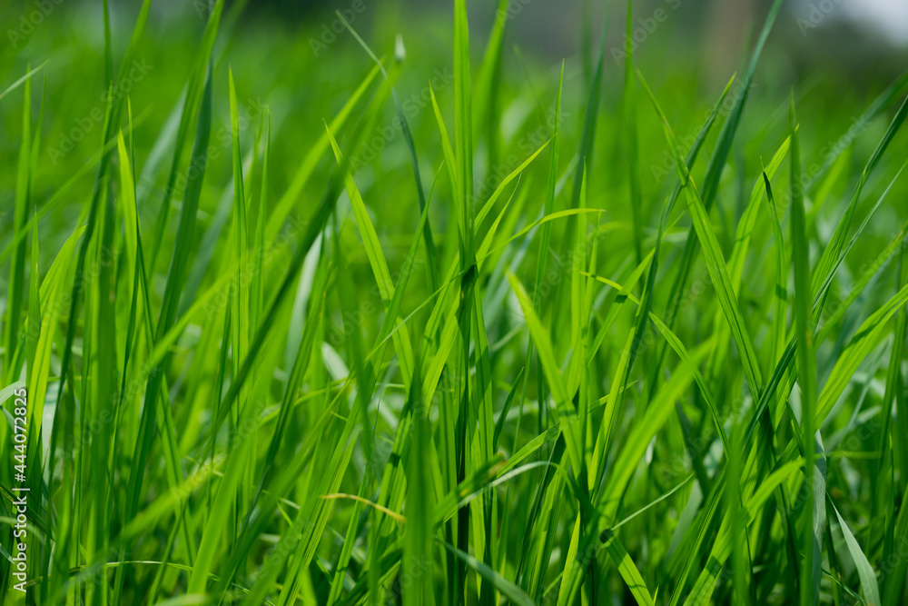 Green rice plants in the field Green rice plants in the field
