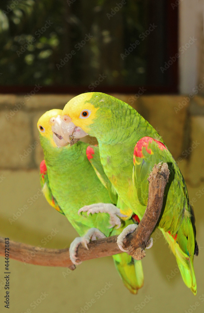 Green parrots macaws, green parrot bird on the territory of Xcaret, famous ecotourism park on the mexican Riviera Maya, Quintana Roo, Yucatan, Mexico Green parrots macaws, green parrot bird on the territory of Xcaret, famous ecotourism park on the mexican Riviera Maya, Quintana Roo, Yucatan, Mexico