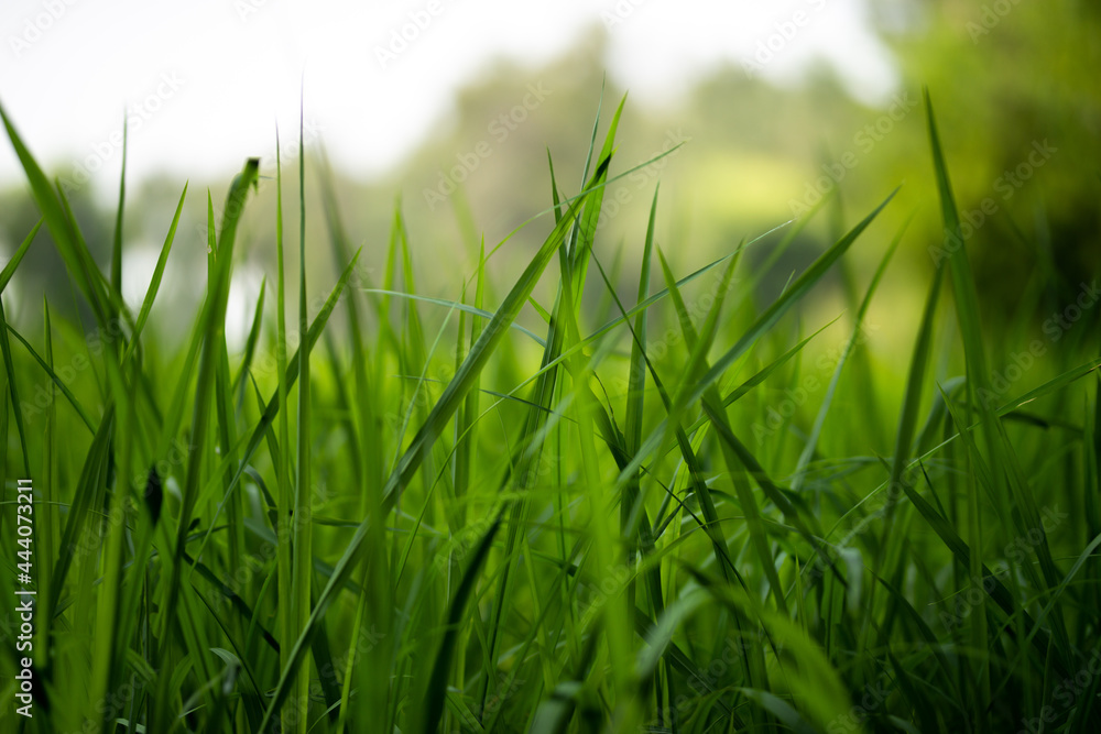 Obraz premium Green rice plants in the field