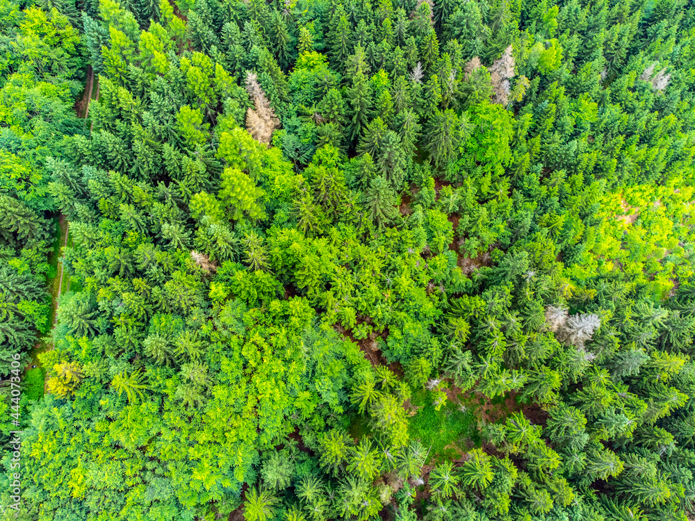 Spruce forest greenery. Aerial view from drone