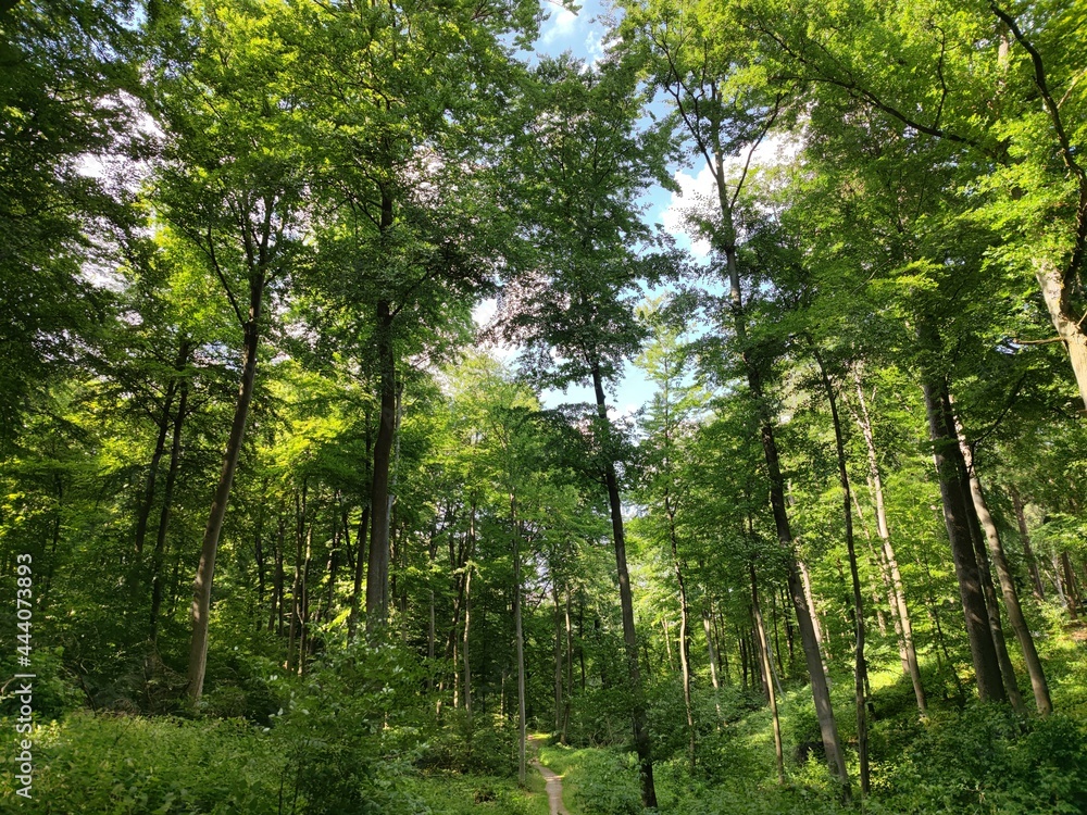 Laubwald Laubwald