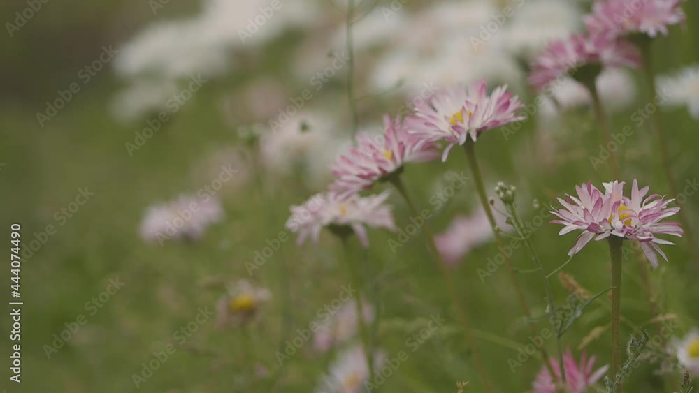 Background of colorful flowers in summer garden. High quality FullHD footage Background of colorful flowers in summer garden. High quality FullHD footage