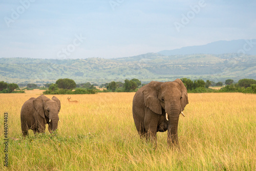 African elephant, Loxodonta africana © alfotokunst