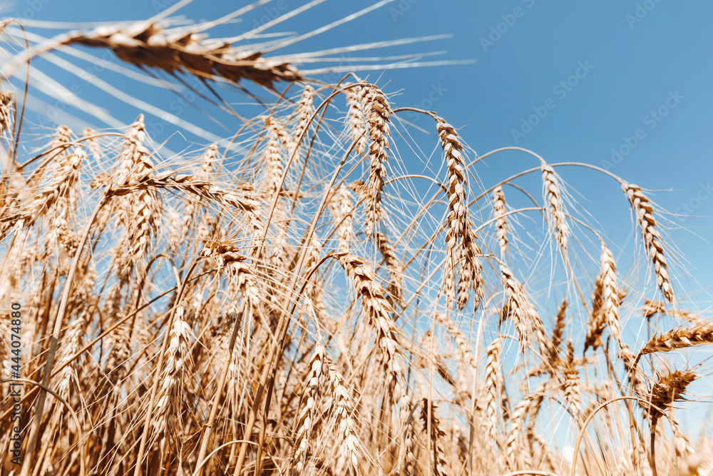 Fototapeta premium Wheat field. Golden ears of corn against the blue sky.