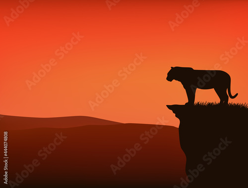 wild tiger standing on high cliff at sunset - vector silhouette view of dramatic wilderness scene