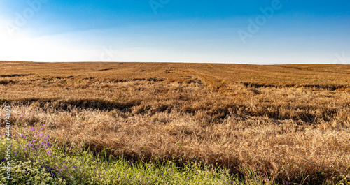 Russian wheat fields in the rays of the setting sun