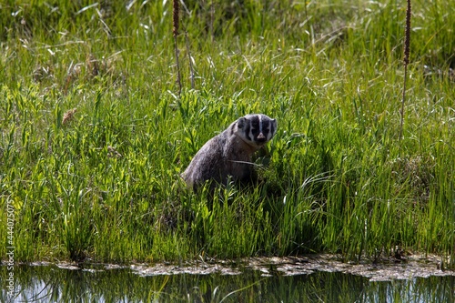 Badger in wild