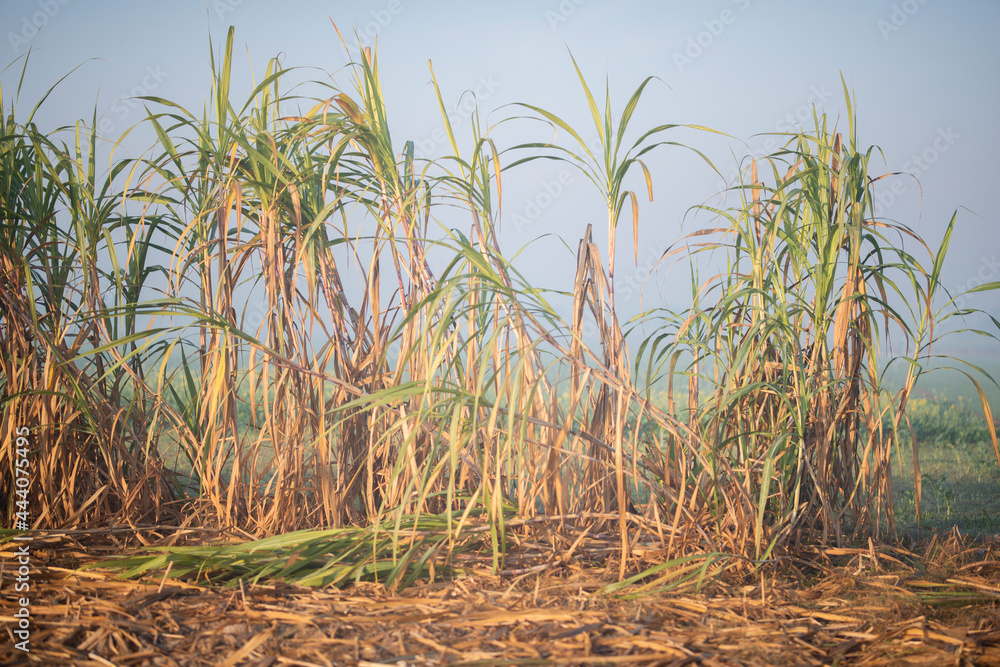 Fototapeta premium Sugarcane harvesting season, Sugarcane crop is ready to harvest.