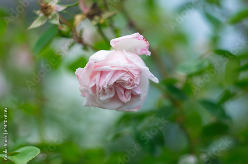 Gentle rose of light pink color growing on bush.