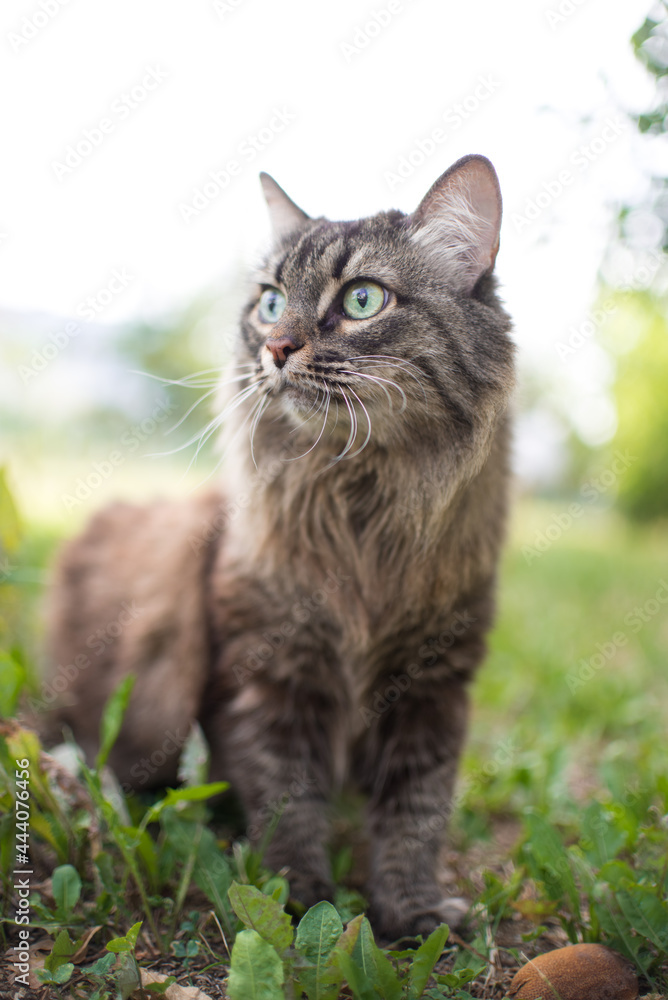 striped fluffy curious cat walks in nature in the green grass in summer