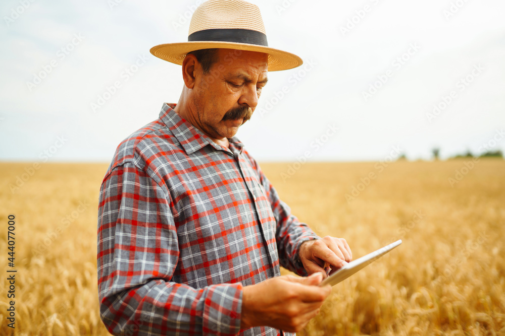Farmer in the hat checking wheat field progress, holding tablet using internet. Smart farming and digital agriculture. Farmer in the hat checking wheat field progress, holding tablet using internet. Smart farming and digital agriculture.