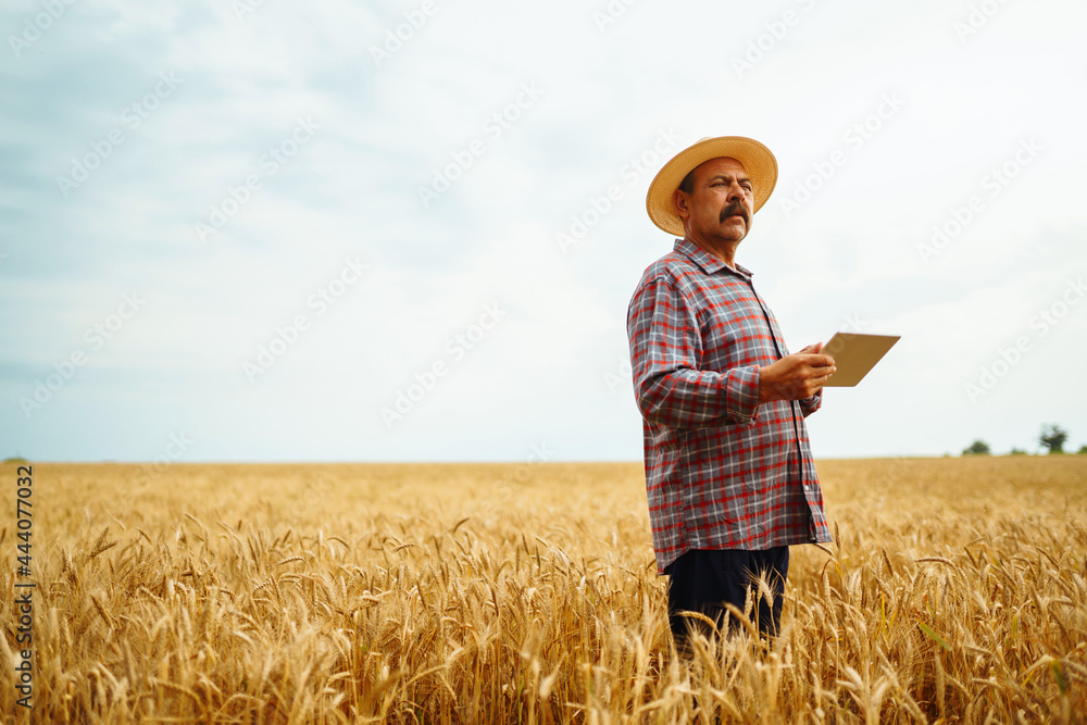 Farmer in the hat checking wheat field progress, holding tablet using internet. Smart farming and digital agriculture. Farmer in the hat checking wheat field progress, holding tablet using internet. Smart farming and digital agriculture.