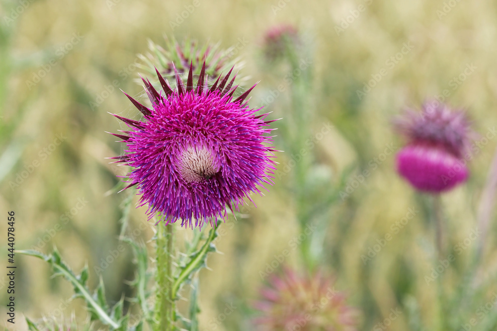 Thistle flower in the field in summer Thistle flower in the field in summer