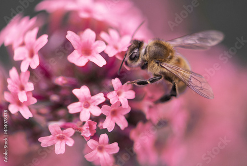 Biene auf rosa Blüten (Verbena bonariensis - Eisenkraut), close up