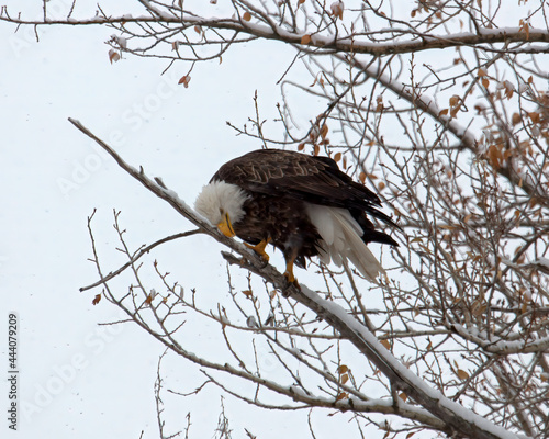 bald eagle in snow
