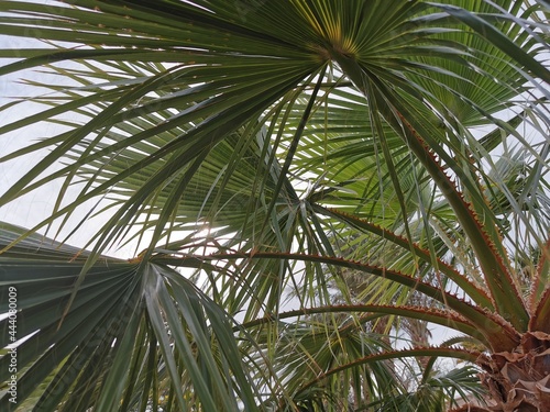 Branches of a palm tree on a background of blue sky