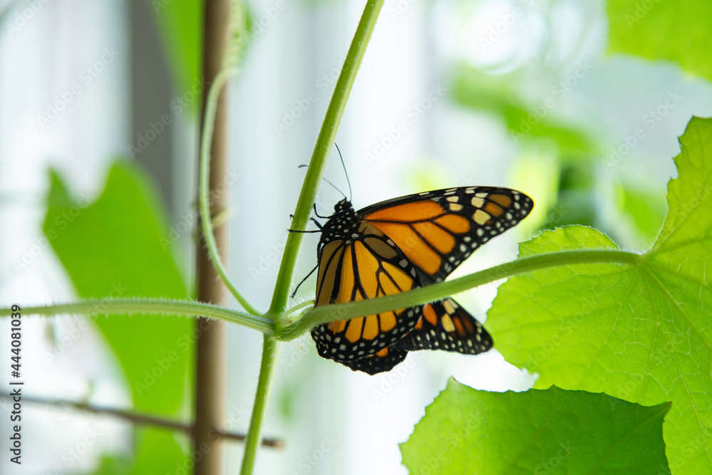 Monarch butterfly inside the house Monarch butterfly inside the house