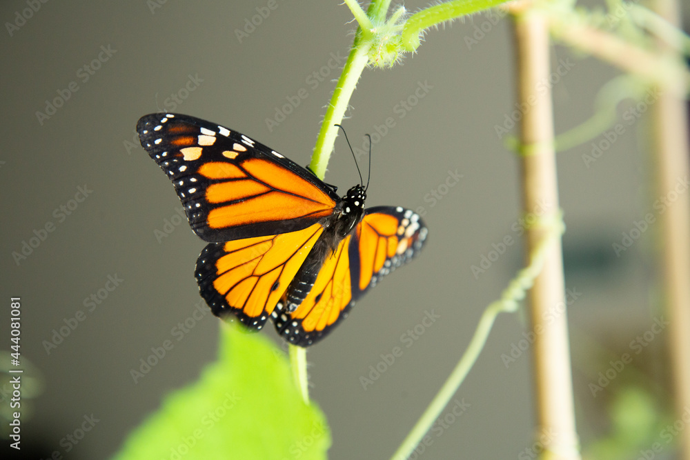 Obraz premium Monarch butterfly inside the house