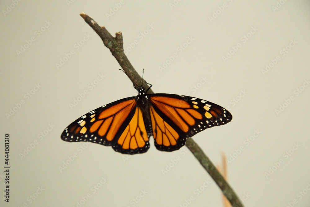 Fototapeta premium Monarch butterfly inside the house