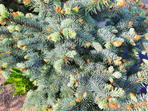 Young growths, buds, on luxurious Picea pungens Fat Albert. background of needles and branches Picea pungens	
