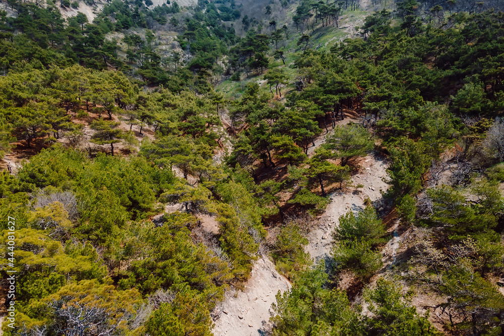 Aerial view of cliff with pine trees. Summer day in nature park near Mediterranean sea