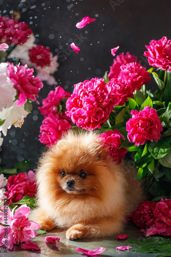 Canvas Print Pomeranian in peony flowers