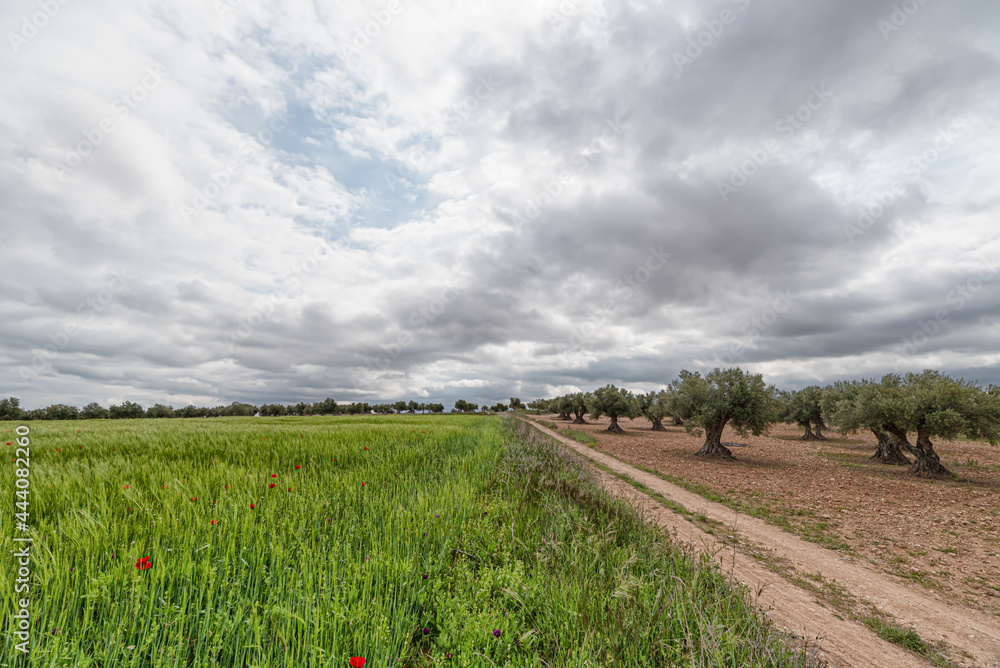 Field of olive trees and cereals with clouds