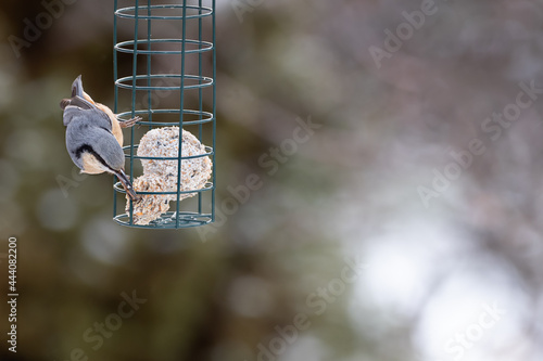 Eurasian nuthatch Europaea bird, Sitta, on top of feeder with blurred background