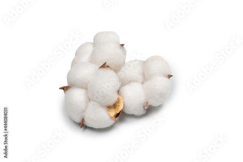 Cotton flower branch isolated on white background.
