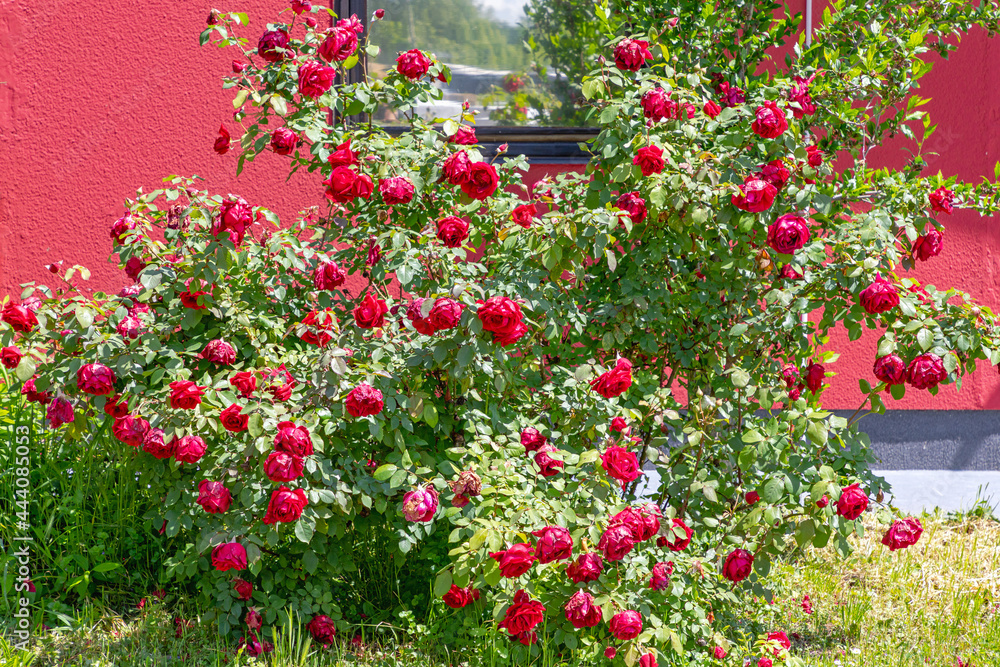 Red Roses Bush