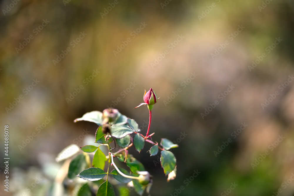 Closeup of a Rosebud in a garden, Red Rose Bud rowing on a bush with greenery in the background. Closeup of a Rosebud in a garden, Red Rose Bud rowing on a bush with greenery in the background.