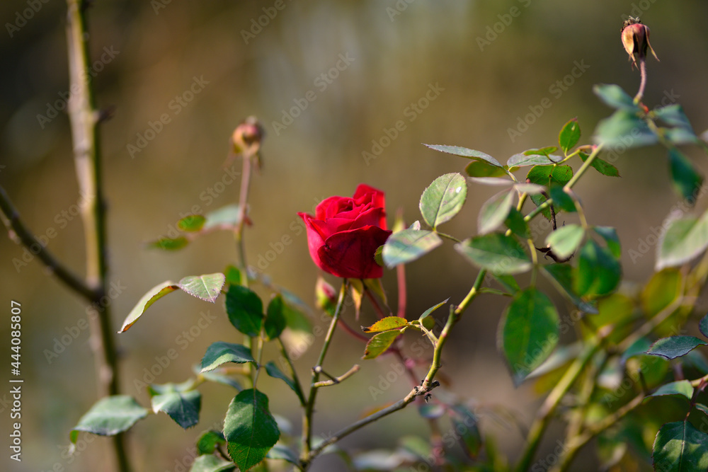 Fototapeta premium Colorful beautiful delicate red rose in the garden, Beautiful red roses garden