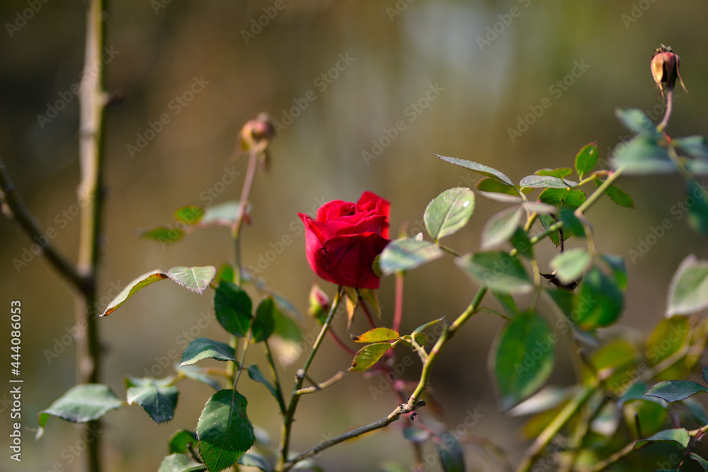 Colorful beautiful delicate red rose in the garden, Beautiful red roses garden Colorful beautiful delicate red rose in the garden, Beautiful red roses garden