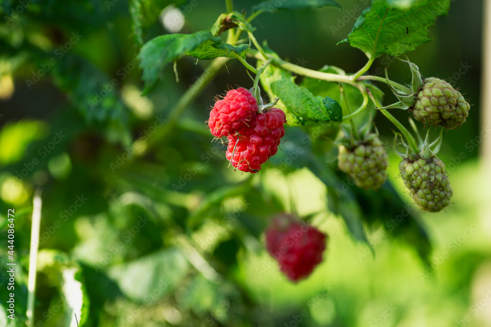 Juicy raspberries on a bush. Close-up. Vitamins and healthy food. Juicy raspberries on a bush. Close-up. Vitamins and healthy food.