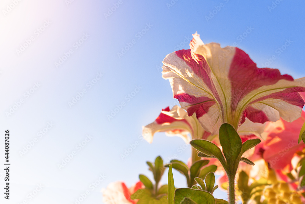 Blooming petunias against the blue sky. Bottom view of the photo. Copy space Blooming petunias against the blue sky. Bottom view of the photo. Copy space