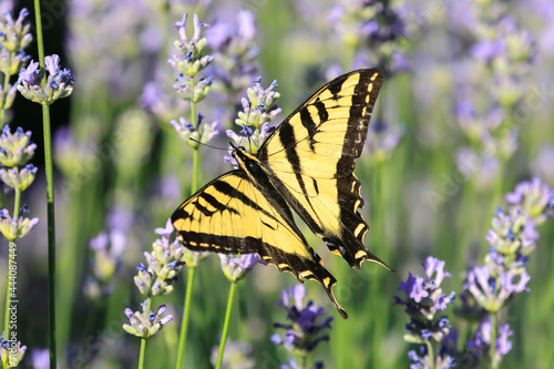 Yellow swallowtail with spread wings.