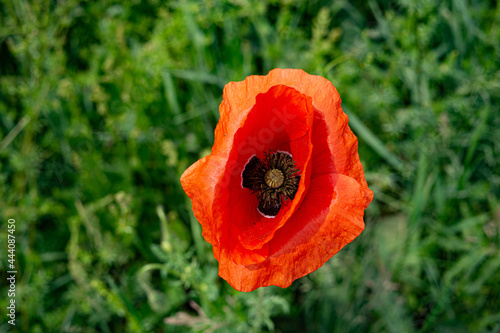 Papaver in Bugaria photo