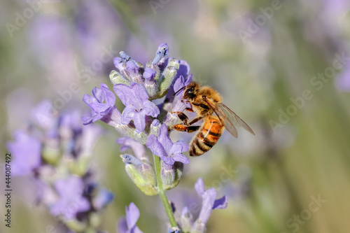 Honey bee gathers pollen.