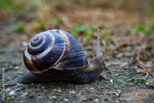 Snail in Bulgaria