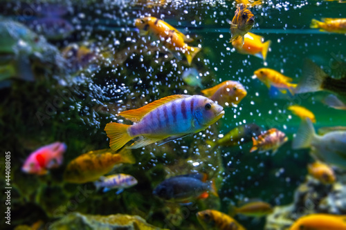 Foto Aquarium with many colorful African Cichlids from Malawi lake