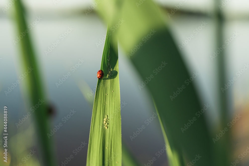 Red ladybug on a green cane leaf. Close-up, there is a place for text. Red ladybug on a green cane leaf. Close-up, there is a place for text.