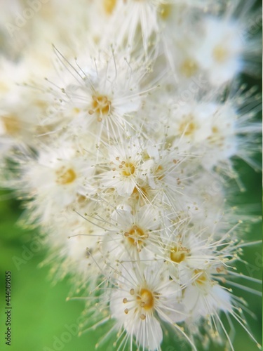 fieldfare      white blooms