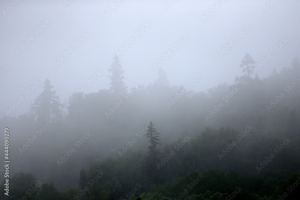 paysage d'une forêt dans le brouillard
